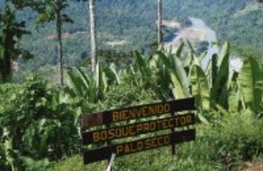 El adiós de un bosque protegido