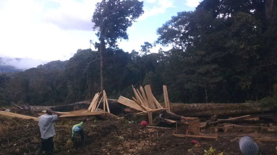 Realizan primera audiencia ecológica por tala en el Parque La Amistad