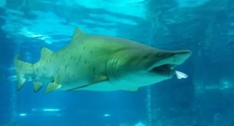 Acuario: tiburón hembra se come al macho