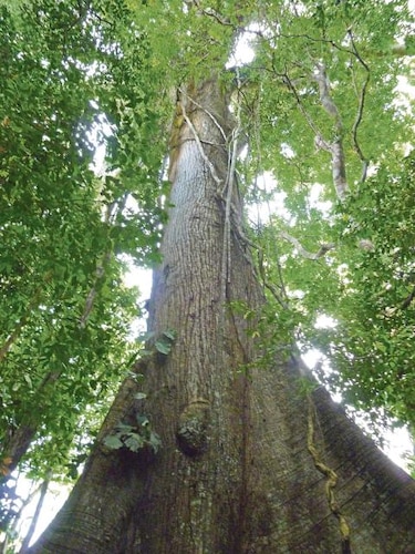 Mexico e Indonesia por el manejo sustentable de los bosques