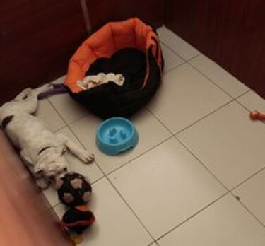 Huésped de cuatro patas