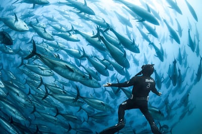 Crean sistema inteligente para detectar cetáceos mediante sus silbidos