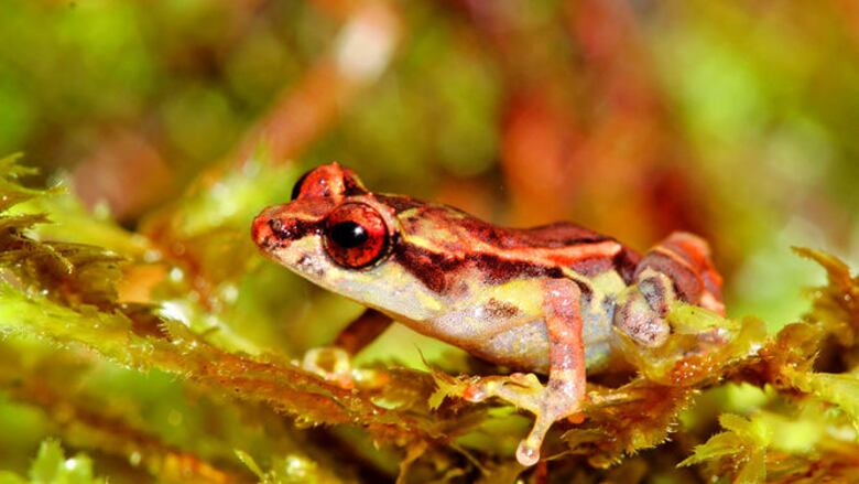 Cuatro ranas ‘made in Panama’