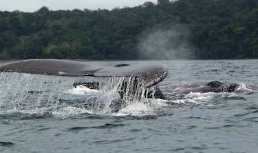 ‘Creando olas de conciencia por los océanos’