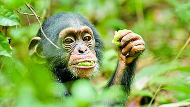 Los chimpancés buscan plantas medicinales cuando están enfermos