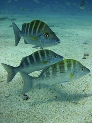 Biólogo panameño estudia la 'retardación' del parto en un tiburón bambú hembra