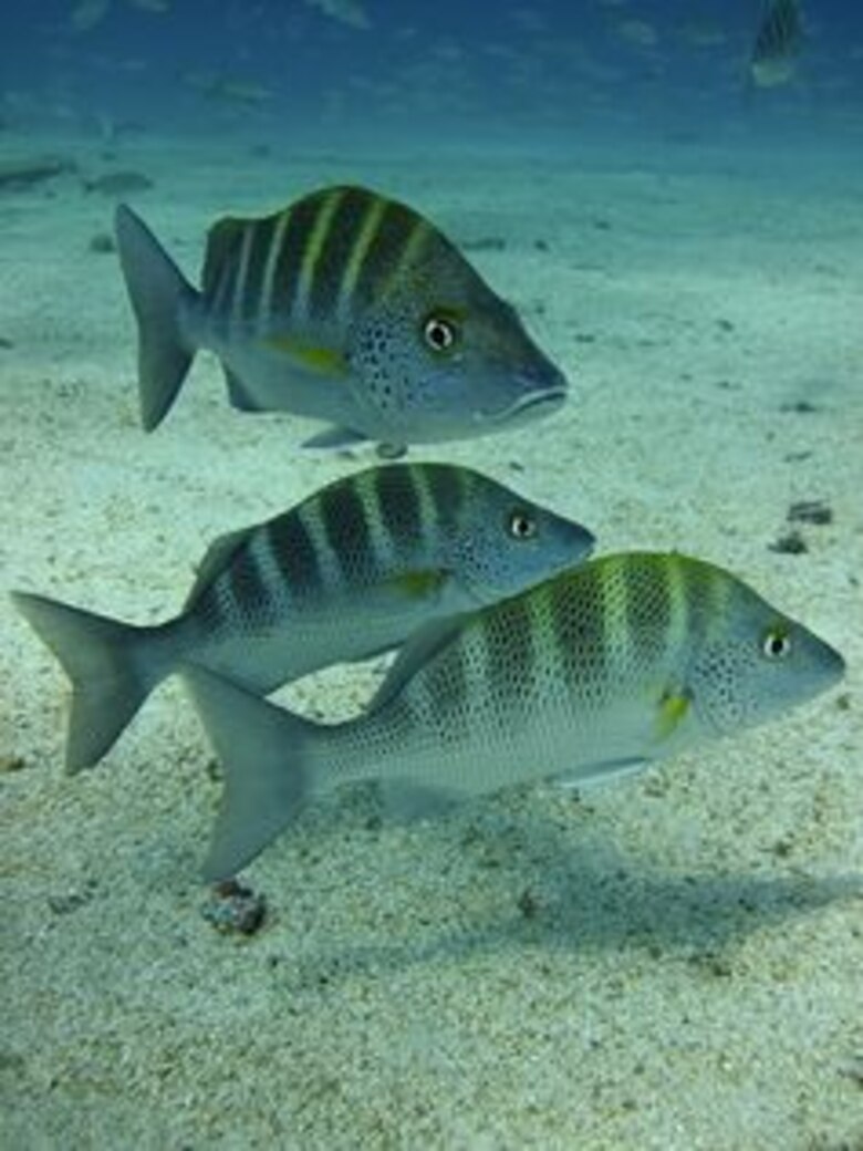 Biólogo panameño estudia la 'retardación' del parto en un tiburón bambú hembra