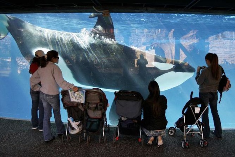 SeaWorld demanda a California por prohibición de criar orcas