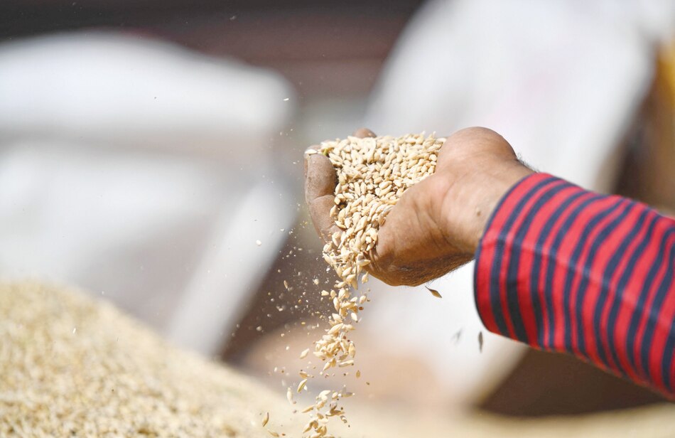 Argentina tendrá su peor campaña de trigo en 12 años