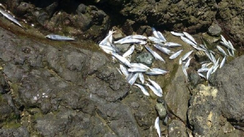 Ministerio de Ambiente confirma muerte masiva de peces en Playa Toro