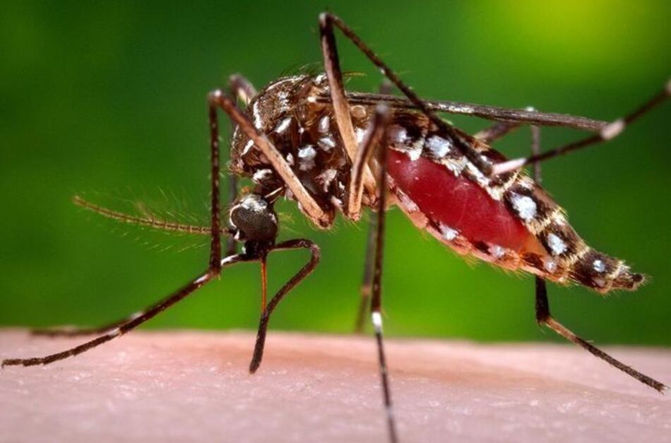 Ministerio de Salud confirma 38 casos de zika en Panamá