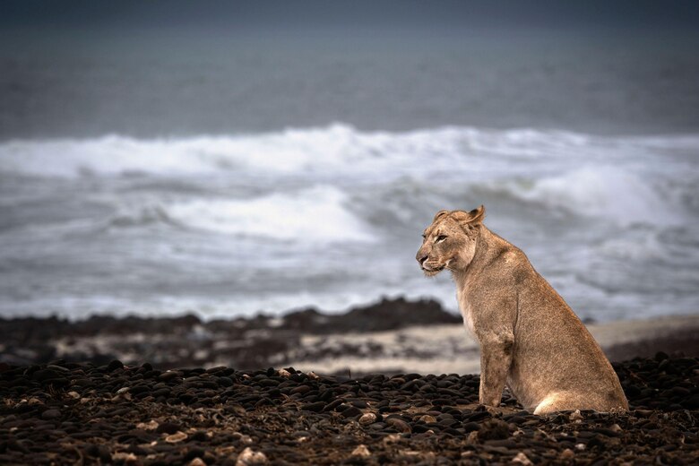 Las inéditas imágenes que muestran a los leones que abandonan el desierto para cazar en la playa