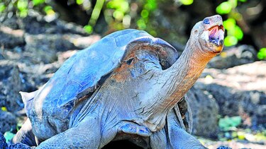 Tortuga George será exhibida