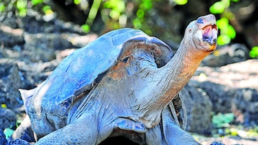 Tortuga George será exhibida