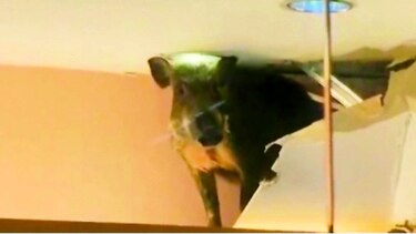 Un jabalí se paseó en un centro comercial en Hong Kong