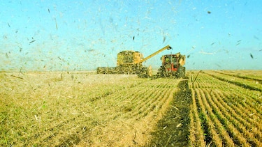 El trigo argentino gana competitividad