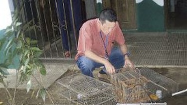 Decomisan animales en peligro de extinción