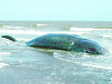 Cementerio de ballenas en Chile, misterio para la ciencia