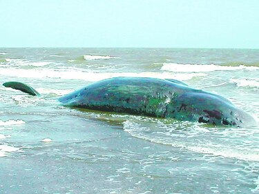 Cementerio de ballenas en Chile, misterio para la ciencia