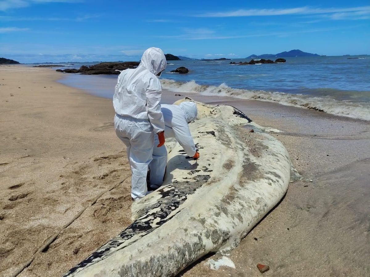 MiAmbiente investiga la muerte de un tiburón ballena hallado en Veracruz