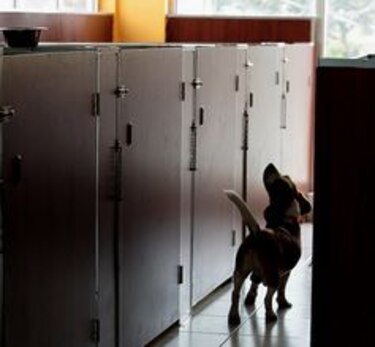 Huésped de cuatro patas