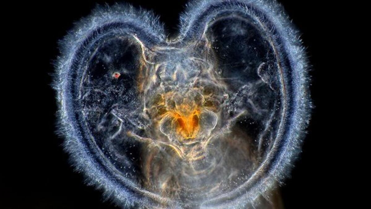 El arte de fotografiar microorganismos