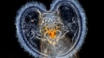 El arte de fotografiar microorganismos