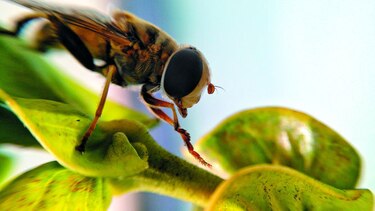 La gran familia de insectos