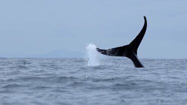 Dispositivo impide choques entre ballenas y barcos por el Canal