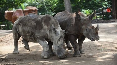Rinocerontes blancos, nuevos huéspedes de zoológico de Guatemala
