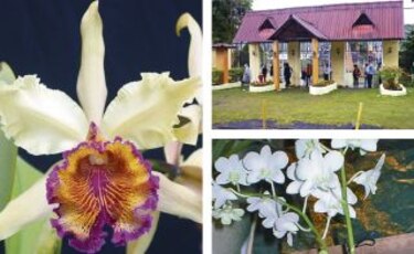 El esplendor de la orquídea