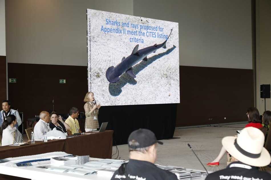 Cites aprueba propuesta de Panamá para salvar 54 especies de tiburones