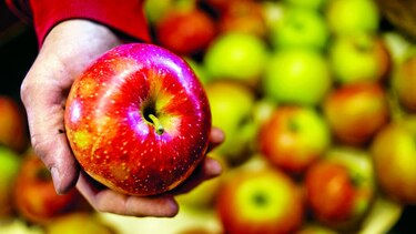 Manzanas que no se oxidan, al mercado de EU en 2016