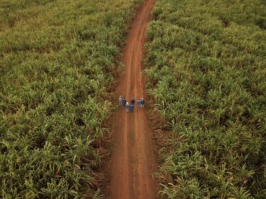 Varela Hermanos se convierte en el primer ingenio de Panamá en certificar la producción sostenible de su caña de azúcar