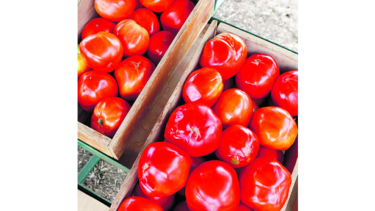 Cancelan pago a productores de tomate