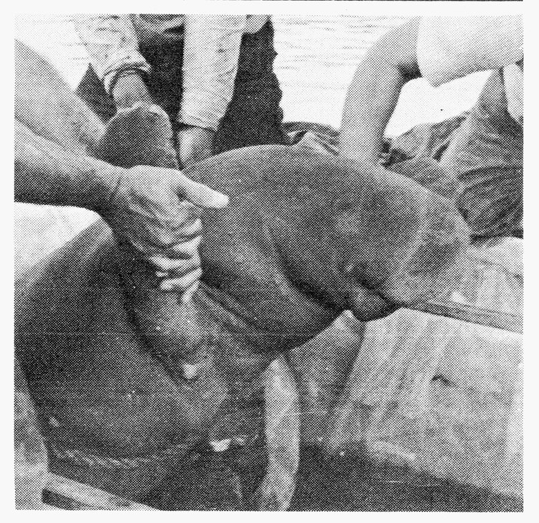 ¿Los manatíes antillanos han cruzado el océano Pacífico?