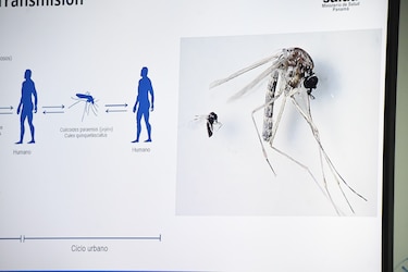 El virus de oropouche resurge con un brote en Darién: ¿qué debemos saber?