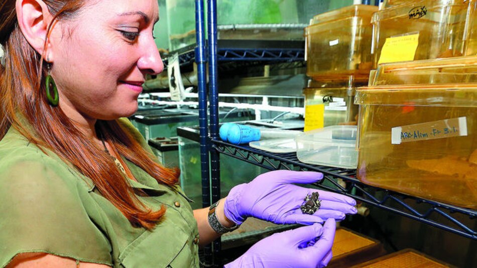 La ciencia brinda esperanza de vida a la rana dorada