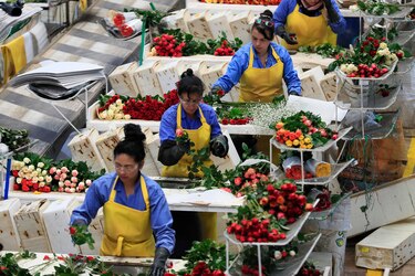 Las rosas colombianas resisten el fenómeno de El Niño y están listas para San Valentín
