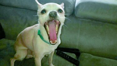 Jack, el perrito ganador
