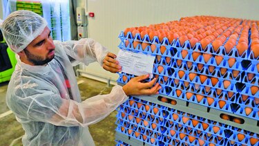 Huevos contaminados afectan a 17 países