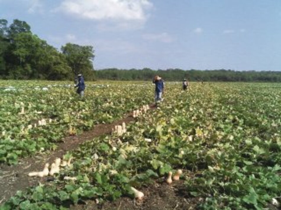 El zapallo ‘butternut’, una alternativa de exportación