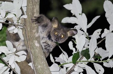 Primates diminutos pueden sufrir más para adaptarse al cambio climático