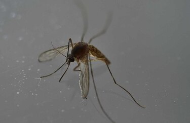 Nace en España el primer bebé con microcefalia causada por zika
