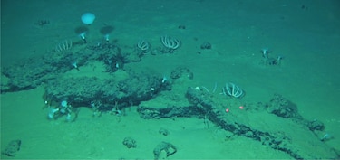 Hallan el mayor y más profundo cementerio de ballenas con restos de 3.5 millones de años