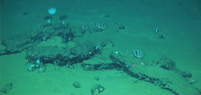 Hallan el mayor y más profundo cementerio de ballenas con restos de 3.5 millones de años