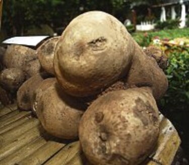 Agronoticias El ñame se suma a oleada de alzas
