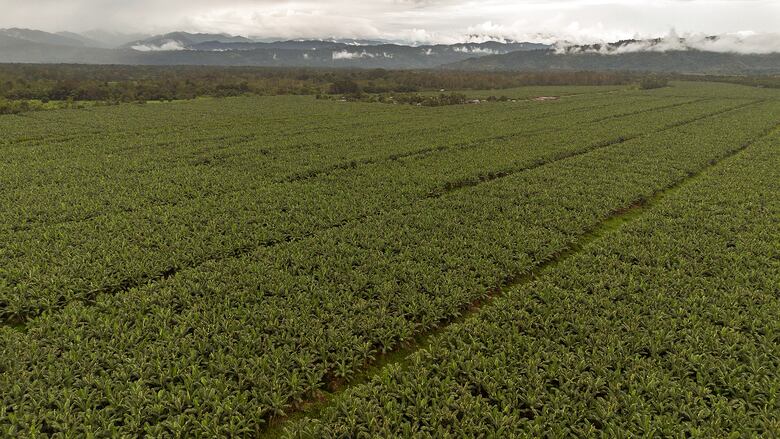 Gobierno conversa con Chiquita; intenta frenar crisis económica en Bocas del Toro