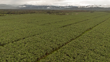 ‘Bananalandia’: una tierra secuestrada por la desidia y los juegos de poder