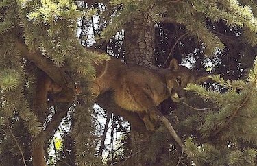 Rescatan un puma que permaneció  horas sobre un árbol en la capital chilena